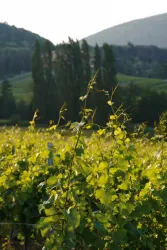 Weingut Fleischmann-Krieger